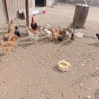 مرغ محلی|حیوانات مزرعه|سیلاخور, |دیوار