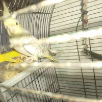 طوطی عروس هلندی 5ماهه ماده باقفس