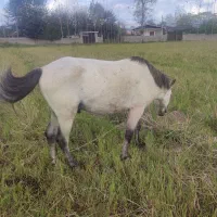 اسب|اسب و تجهیزات اسب‌سواری|ماکلوان, |دیوار