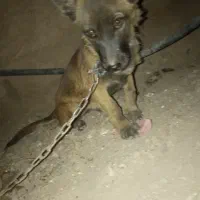 واگذغری ماده پاکوتاه