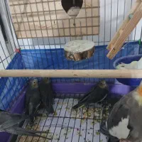 عروس هلندی|پرنده|ماهدشت, |دیوار