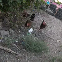 مرغ وخروس محلی
