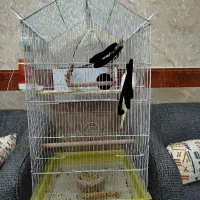 قفس بزرگ نو