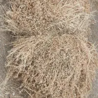یونجه ۵۵ خروار