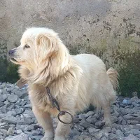 پاکوتاه نر