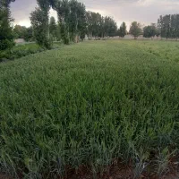 فروش زمین ۷۰۰ متری در زاجان|فروش زمین و ملک کلنگی|اصفهان, زاجان|دیوار