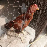 مرغ وخروس لاری ودورگه