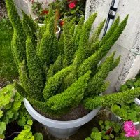 گل دم روباه|گل و گیاه طبیعی|رشت, حومه رشت|دیوار