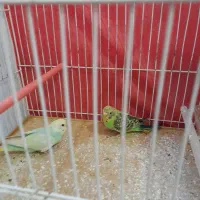 جفت جوجه مرغ عشق