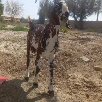 بزنر|حیوانات مزرعه|زابل, |دیوار