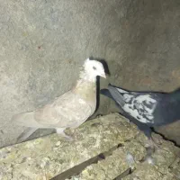 چن تا کفتر بهبهانی فروشی یا معامله دارم|پرنده|خرم بید, |دیوار