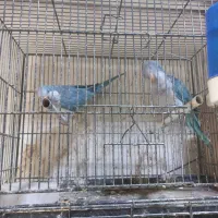 طوطی راهب جفت نر و ماده