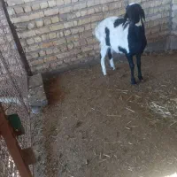 بره قوچ|حیوانات مزرعه|مرودشت, الماس آباد|دیوار