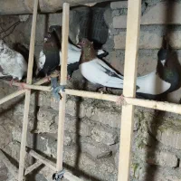 سینه و طوق هفترنگ به شرط تخم و جوجه