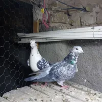 کبوتر جفگاه