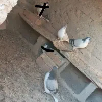 کفتر سده،ساده فروشی دونه ۲۵۰ت|پرنده|اسفراین, |دیوار