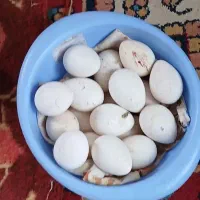 تخم مرغ بوقلمون صد درصد نطفه دار