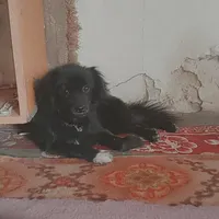 سگ پا کوتاه ماده