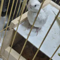 عروس هلندی البینو