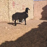 بره قوچ همو با کیفیت|حیوانات مزرعه|تربتحیدریه, مسجد جامع|دیوار