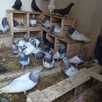 کفتر|پرنده|لیلان, |دیوار