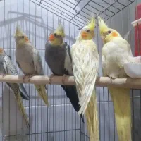 یک جفت عروس هلندی،۳جوجه دوماه ویکجفت مرغ عشق سفید