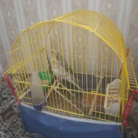 عروس هلندی|پرنده|مهدی شهر, |دیوار