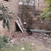 توله سگ دوبر من گوش سیخ فروش فوری