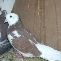 کبو ترمایه|پرنده|سیرجان, |دیوار