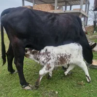 گاو با گوساله نر