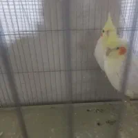 یک جفت عروس هلندی جوجه