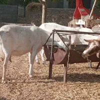 بز سانن