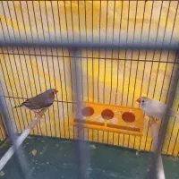 نرو ماده فروش