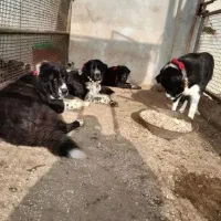 واگذاری یک قلاده سگ نر همچی تموم|سگ|خرم‌آباد, |دیوار