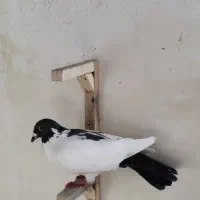 کفتر صید ۷تا قلدور|پرنده|مشهد, یاس|دیوار