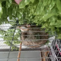 ماده سهره کارداده ب شرط