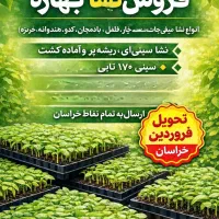 نشا و نهال فلفل ، بادمجان ، بامیه ،گوجه