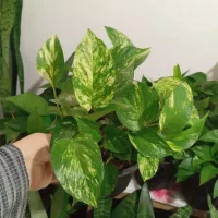 فروش گل تک و تعداد بالا|گل و گیاه طبیعی|رشت, کوی امام رضا|دیوار