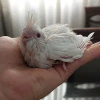 انواع عروس هلندی و برزیلی از سرلاکی تا بالغ و مولد|پرنده|گرمسار, |دیوار