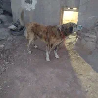 سگ گله|سگ|قیدار, |دیوار