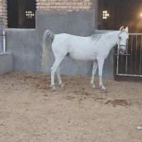 اسب|اسب و تجهیزات اسبسواری|زرقان, |دیوار