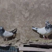 کفتر کله دمسبز