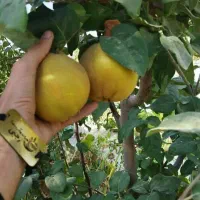 تولید نهال به اصفهان مناسب مربایی