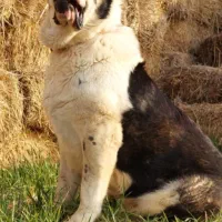 پاکوتاه معاوضه با کبوتر