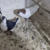 کفتر چادری افغانی|پرنده|محمدشهر, محمدشهر|دیوار