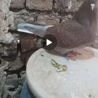 کبوتر ساعت سنگین شهرستان