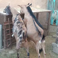 بز آلپاین با دوبزغاله ومورسیا و پاکستانی ابستن|حیوانات مزرعه|ماهان, |دیوار