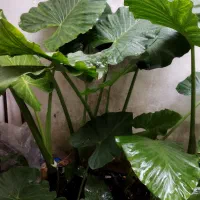 گل بابا آدم تزئینی