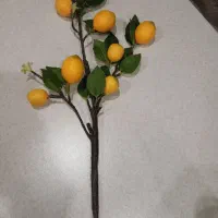 شاخه لیمو