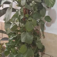 گل پتوس بلند با چوب|گل و گیاه طبیعی|شیراز, شهرک گلها|دیوار